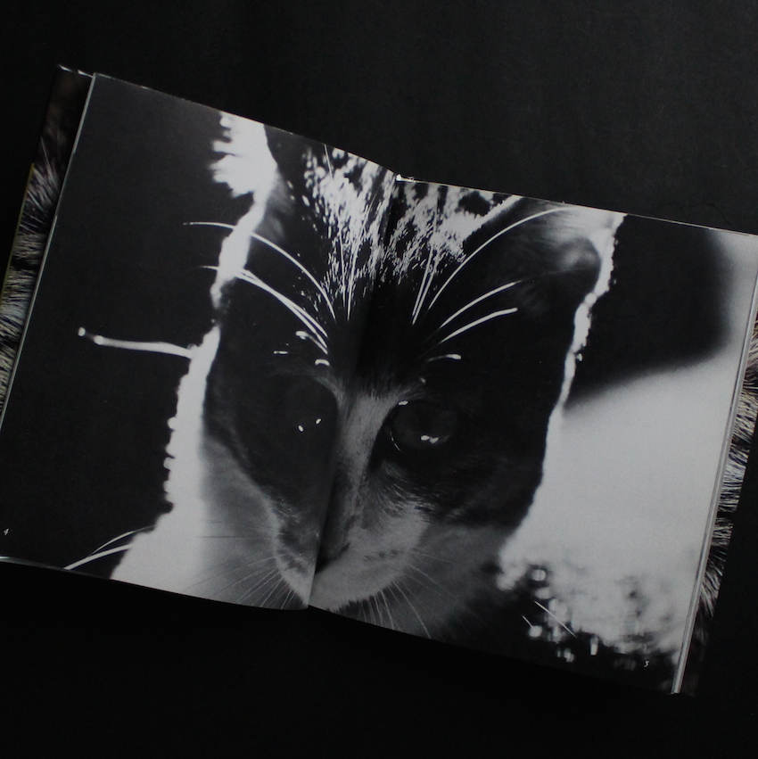 深瀬昌久写真集 サスケ! いとしき猫よ MASAHISA FUKASE サスケ！！ いとしき猫よ（First Printing） - 深瀬 昌久 / Masahisa
