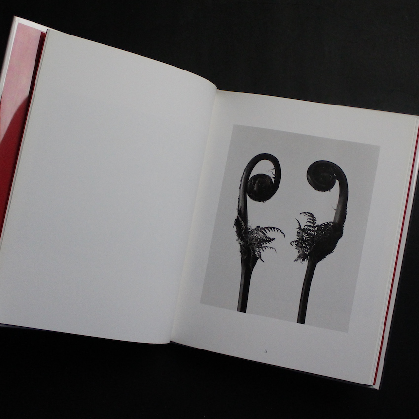 花陰（Signed） - 荒木 経惟 / Nobuyoshi Araki