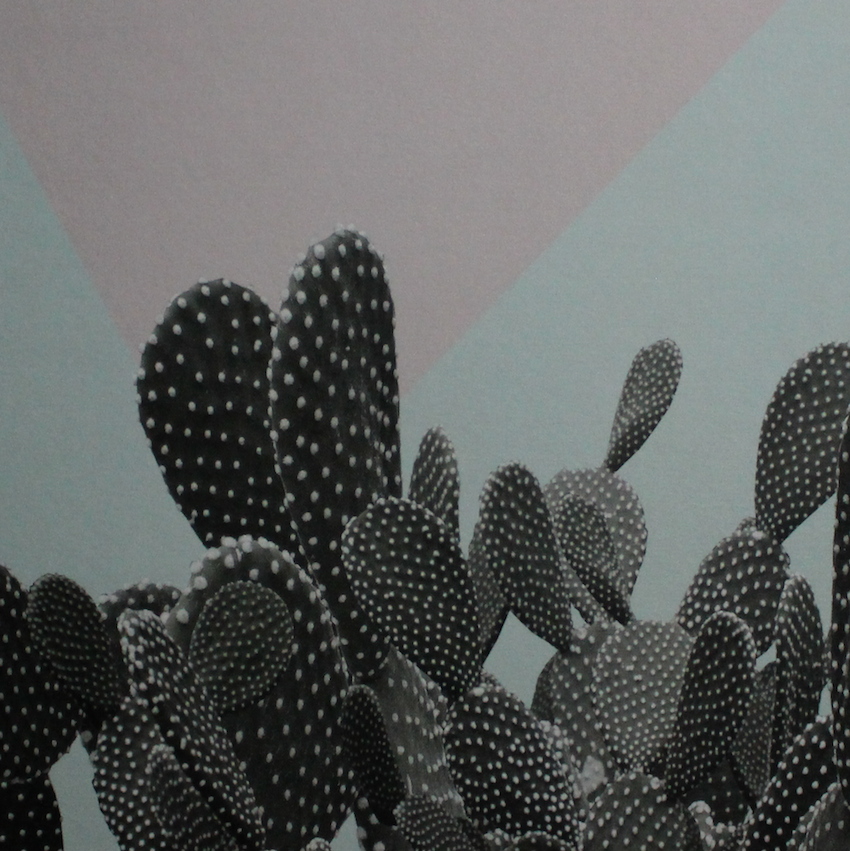 Claudia Jaguaribe / Cactoceae